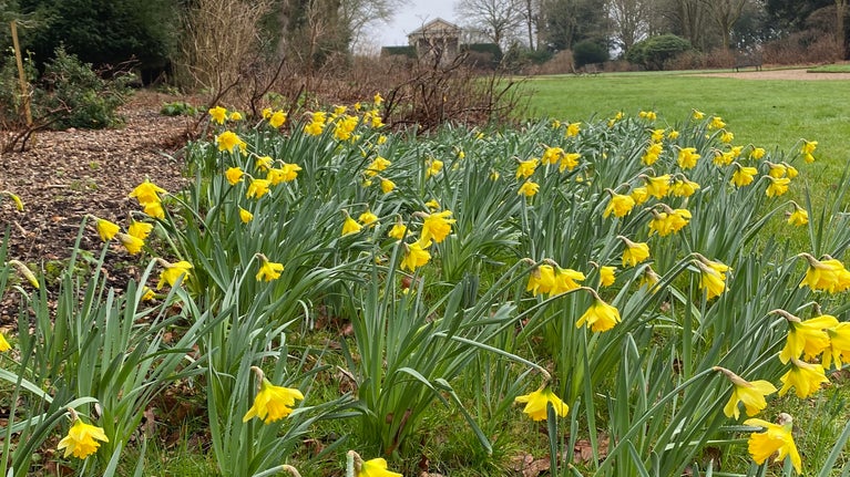 Early Sensation Daffodils line Temple Walk in the Garden at Blickling Estate, Norfolk